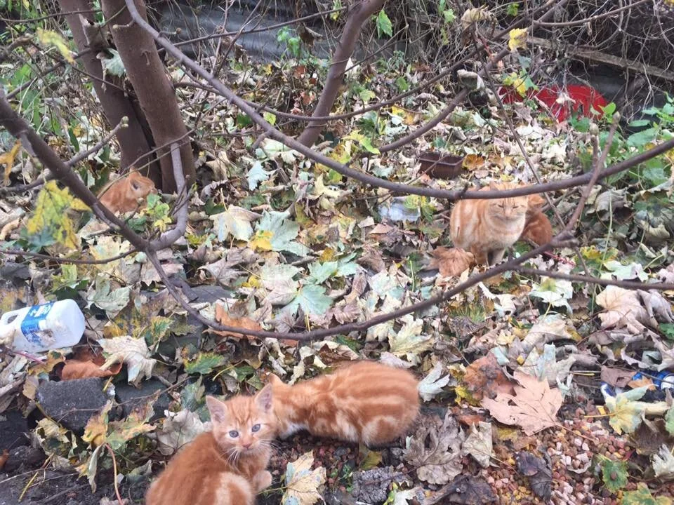 Kitten rescue sanctuary cheap